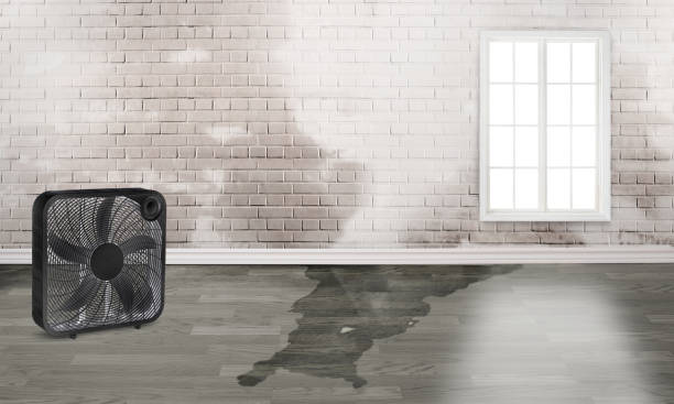 Best Ceiling water damage repair  in Mancelona, MI